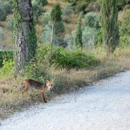 fox in the road
